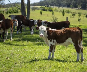 Rural / Farming commercial property for sale at 41, 271 Lemon Tree Creek Road Termeil NSW 2539