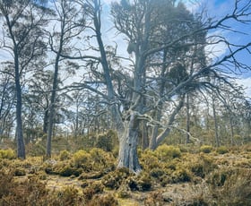 Rural / Farming commercial property for sale at 331L Arthurs Lake Road Arthurs Lake TAS 7030