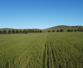Rural / Farming commercial property for sale at 85 McCallum Road Pekina SA 5431