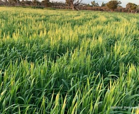 Rural / Farming commercial property sold at . Belka South Road Bruce Rock WA 6418