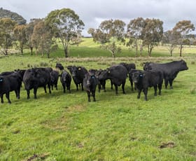 Rural / Farming commercial property for sale at 409 McInnes Lane Bobinawarrah VIC 3678