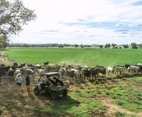 Rural / Farming commercial property sold at 3408 Warrumbungle Way Binnaway NSW 2395