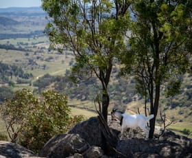 Rural / Farming commercial property for sale at 'Nirvana' 19 Springvale Road Wyangala NSW 2808