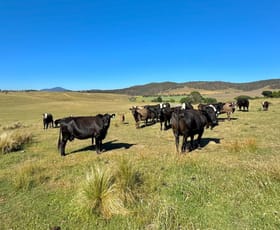 Rural / Farming commercial property for sale at 142 Balgownie Road Delegate NSW 2633