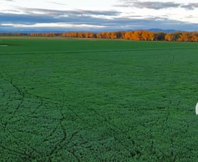 Rural / Farming commercial property for sale at 11664 Kamilaroi Highway Emerald Hill NSW 2380