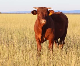 Rural / Farming commercial property for sale at 655 Boorr Hill Road Parkes NSW 2870