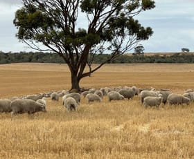 Rural / Farming commercial property for sale at 1105 Coorow-Greenhead Road Coorow WA 6515