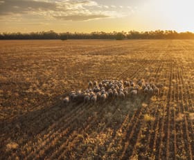 Rural / Farming commercial property for sale at Rutherglen 181 Rutherglen Road Nyngan NSW 2825