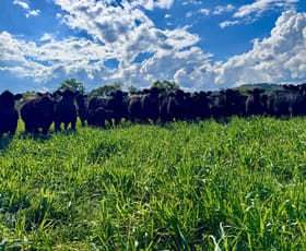 Rural / Farming commercial property for sale at "Cedar Tops" 877 Swinging Ridges Road Willow Tree NSW 2339