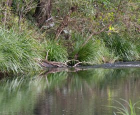 Rural / Farming commercial property for sale at 477 Eden Creek Road Wyneden NSW 2474