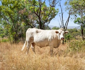 Rural / Farming commercial property for sale at 2680/722 Mount Kent Boundary Road Nobby QLD 4360