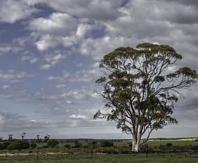 Rural / Farming commercial property for sale at 16757 Luckman Road Welbungin WA 6477