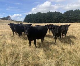 Rural / Farming commercial property for sale at 89 Norths Road West Montagu TAS 7330