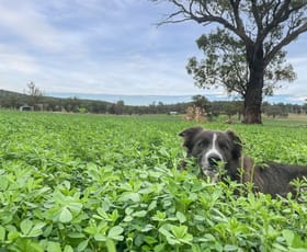 Rural / Farming commercial property for sale at 92 Stoney Hill Road Cowra NSW 2794