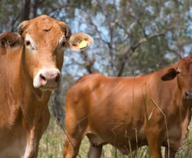 Rural / Farming commercial property for sale at 680 McDonalds Bridge Road Dyraaba NSW 2470