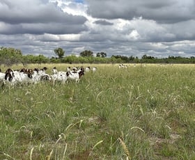 Rural / Farming commercial property for sale at Barcaldine QLD 4725