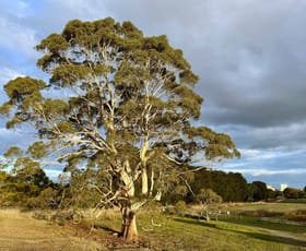 Rural / Farming commercial property for sale at Cross-Forest Road Cobden VIC 3266