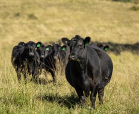 Rural / Farming commercial property for sale at 1881 Salisbury Road Salisbury NSW 2420