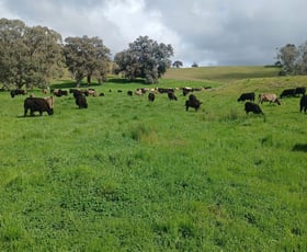 Rural / Farming commercial property for sale at 3924 Hume Highway Tarcutta NSW 2652