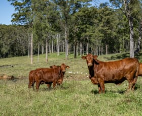 Rural / Farming commercial property for sale at 265 Storrs Road Peachester QLD 4519