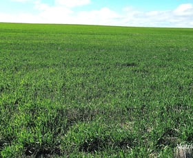 Rural / Farming commercial property for sale at 1905 Dalwallinu West Road Miling WA 6575