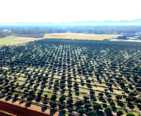 Rural / Farming commercial property for sale at 326 Springs Road Paddys Green QLD 4880