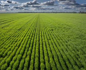 Rural / Farming commercial property for sale at Bourbah 2598 Warren Road Gulargambone NSW 2828