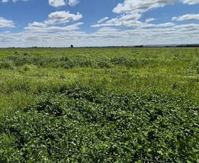 Rural / Farming commercial property for sale at 4 Pin Pin Road Beermullah WA 6503