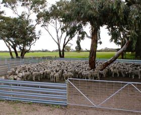 Rural / Farming commercial property for sale at 1 Elliott's Pit Road Kaniva VIC 3419