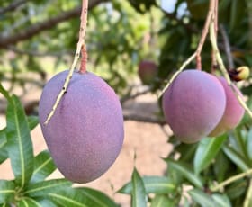 Rural / Farming commercial property for sale at 80 & 100 Russ Road Tumbling Waters NT 0822