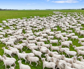 Rural / Farming commercial property for sale at 1412 Red Bluff Road Bordertown SA 5268