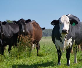 Rural / Farming commercial property for sale at 50 Tuckean Island Road Marom Creek NSW 2480