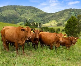 Rural / Farming commercial property for sale at 380 Eastern Mary River Road Conondale QLD 4552 Rural / Farming commercial property for sale at 380 Eastern Mary River Road Conondale QLD 4552