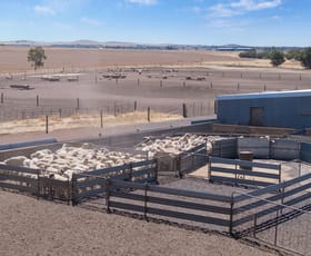 Rural / Farming commercial property for sale at 'Merilden Feedlot' & 'Brads' Manoora SA 5414