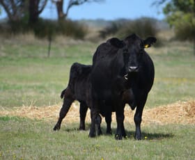 Rural / Farming commercial property for sale at Sec 35 Mail Bridge Road Kingston Se SA 5275