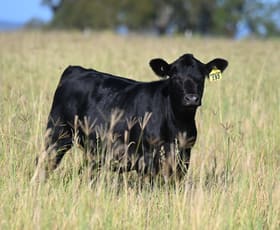 Rural / Farming commercial property for sale at 167 Stark Road Talgai QLD 4362 Rural / Farming commercial property for sale at 167 Stark Road Talgai QLD 4362