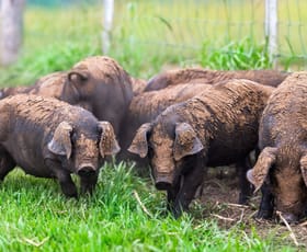 Rural / Farming commercial property for sale at 68 Peacock Creek Road Bonalbo NSW 2469