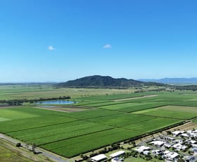 Rural / Farming commercial property for sale at 132 Stayts Road Marian QLD 4753