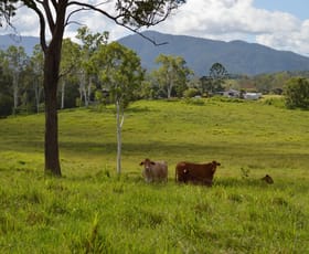 Rural / Farming commercial property sold at Julatten QLD 4871