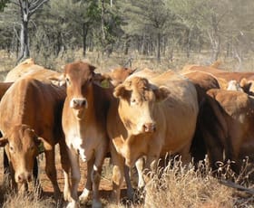 Rural / Farming commercial property sold at 3568 Koonawarra Road Bollon QLD 4488