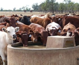 Rural / Farming commercial property sold at CAMPBELLS Carnarvon Highway Thallon QLD 4497 Rural / Farming commercial property sold at CAMPBELLS Carnarvon Highway Thallon QLD 4497