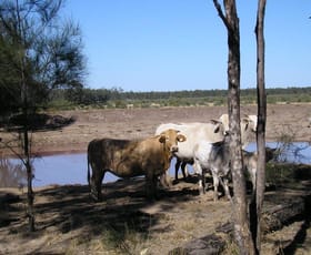 Rural / Farming commercial property sold at 27,553 ACRES FORESTRY LEASE Chinchilla QLD 4413 Rural / Farming commercial property sold at 27,553 ACRES FORESTRY LEASE Chinchilla QLD 4413