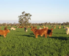 Rural / Farming commercial property sold at - "Minima South" Goondiwindi QLD 4390