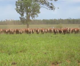 Rural / Farming commercial property sold at - ROSSMORE WESTMAR - Westmar QLD 4422 Rural / Farming commercial property sold at - ROSSMORE WESTMAR - Westmar QLD 4422