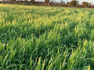 Development / Land commercial property leased at 1 Belka South Road Bruce Rock WA 6418 Development / Land commercial property leased at 1 Belka South Road Bruce Rock WA 6418