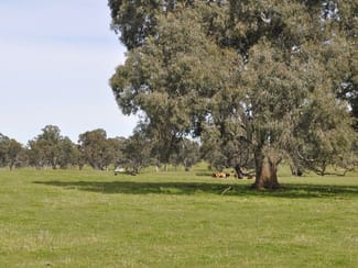 Rural / Farming commercial property sold at Via Tungali Road Mount Crawford SA 5351 Rural / Farming commercial property sold at Via Tungali Road Mount Crawford SA 5351