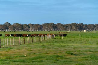 Rural / Farming commercial property sold at 1755 Maaoupe Road Maaoupe SA 5277 Rural / Farming commercial property sold at 1755 Maaoupe Road Maaoupe SA 5277