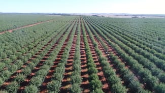 Rural / Farming commercial property sold at 1648 Boorga Road Tabbita NSW 2652 Rural / Farming commercial property sold at 1648 Boorga Road Tabbita NSW 2652