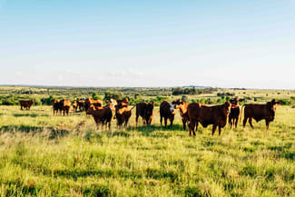 Rural / Farming commercial property for sale at Waikola QLD 4420 Rural / Farming commercial property for sale at Waikola QLD 4420