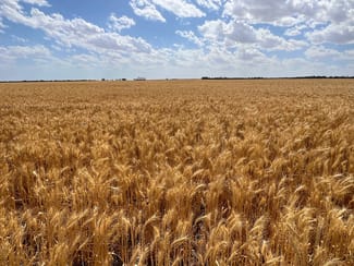 Rural / Farming commercial property sold at Lot 504 Dowerin-Koorda Road Booralaming WA 6475 Rural / Farming commercial property sold at Lot 504 Dowerin-Koorda Road Booralaming WA 6475